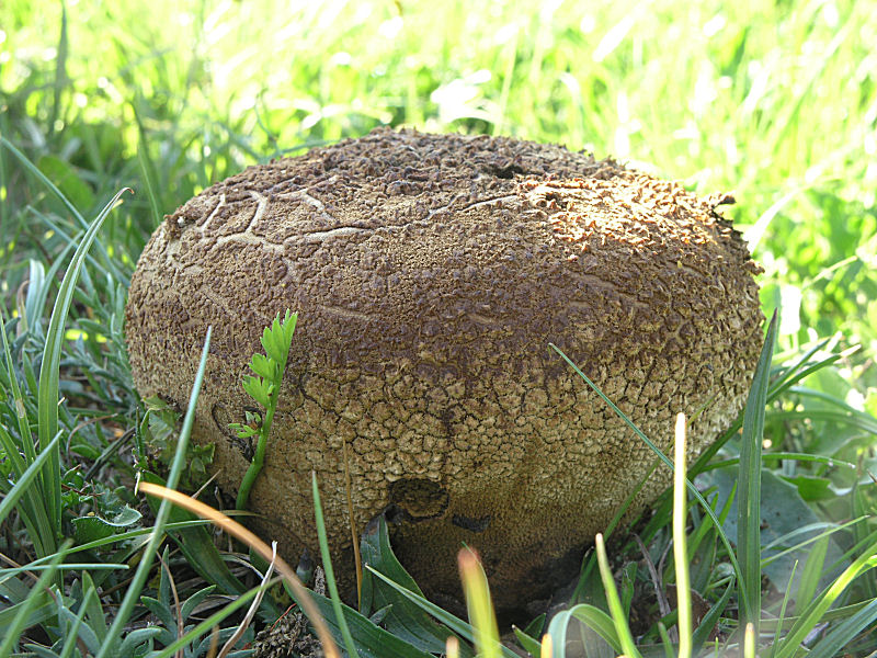 Altri ritrovamenti d''inizio primavera  (1)